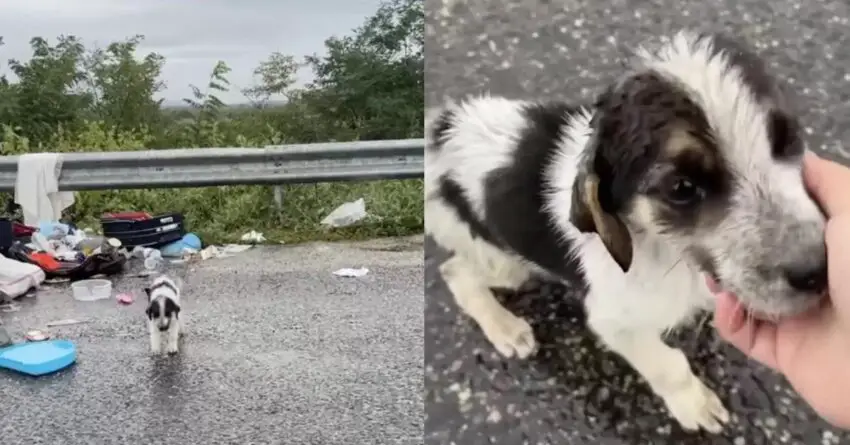 Stray Dog Was Searching For Food In Trash In Pouring Rain, Until Kind Woman Intervenes