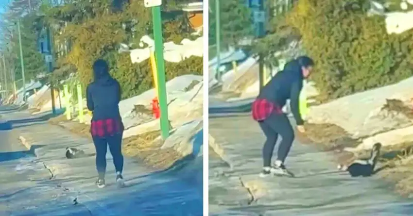 Brave Woman Overcomes Her Fear To Help Stray Skunk In Need