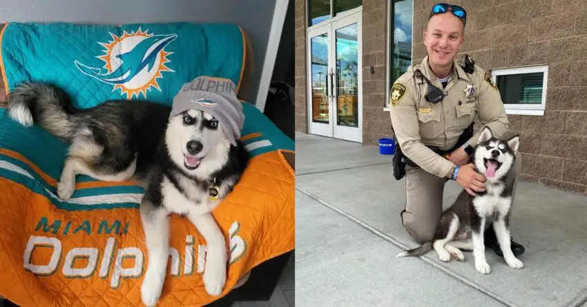 Husky Rescued From 113-Degree Hot Car, Is Now Enjoying Her Life With New Family