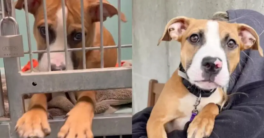 Shelter Puppy Keeps Asking Passing By People To Play Games Through Kennel Bars