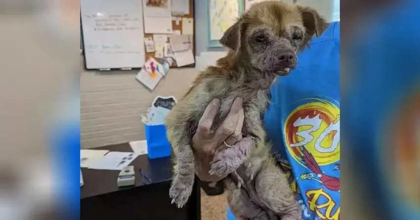 Stray Dog Found Eating Farbage Shows Amazing Transformation With Little Love