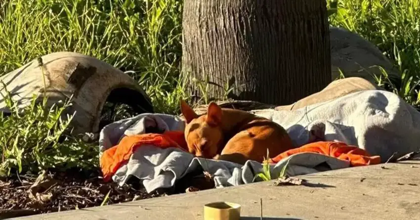 Small Stray Dog Found Curling Up On Blanket And Dreaming Of Finding His Forever Home