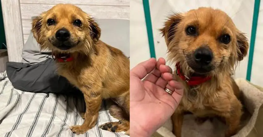 Pregnant Stray Dog Won’t Stop Smiling After Being Rescued From Hoarding Situation