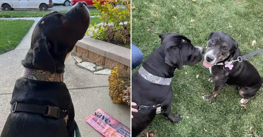 Shelter Dog Shows The Sweetest Reaction When He Find His Long-Lost Sister