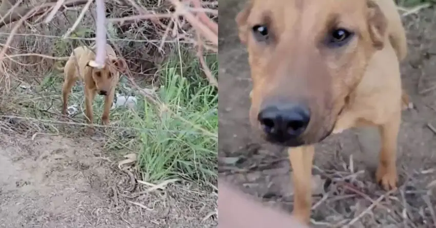 Terrified Stray Dog Reunited With Rescuer Who Traveled Hours To Save Him