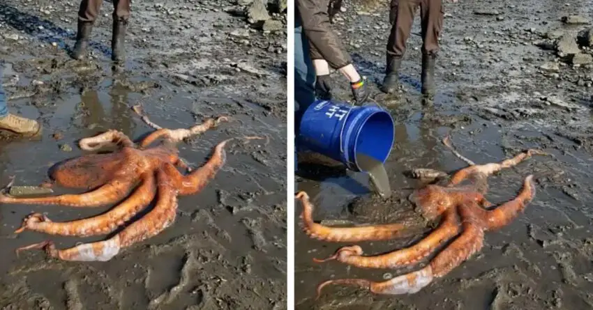 Young Gilr Saves Life Of Giant Pacific Octopus Found Stranded On The Beach