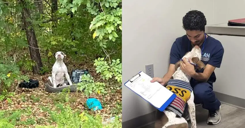 Puppy Abandoned In The Woods With All His Stuff Wating For Someone To Notice Him