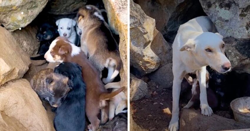 Woman Finds 10 Puppies Crying In A Cave , And They Are Not Alone