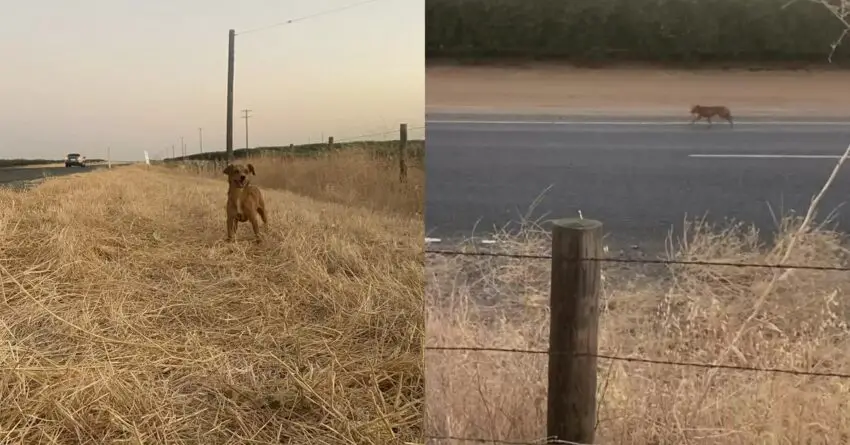 Couple Saves Dog Dumped In The Middle Of Nowhere And Takes Her On Vacation