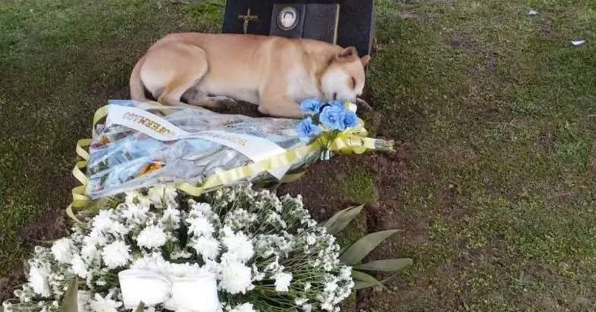 Tragic Moment For Dog Lying Down Over Its Beloved Owner’s Grave Who Recently Passed Away