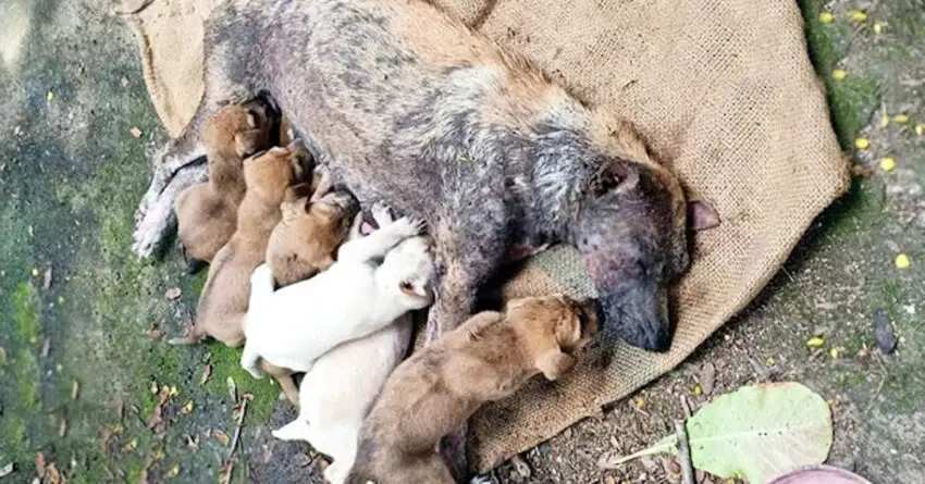 Helpless Mother Dog Found Unable To Stand , Desperately Crying Out For Help For Her Puppies