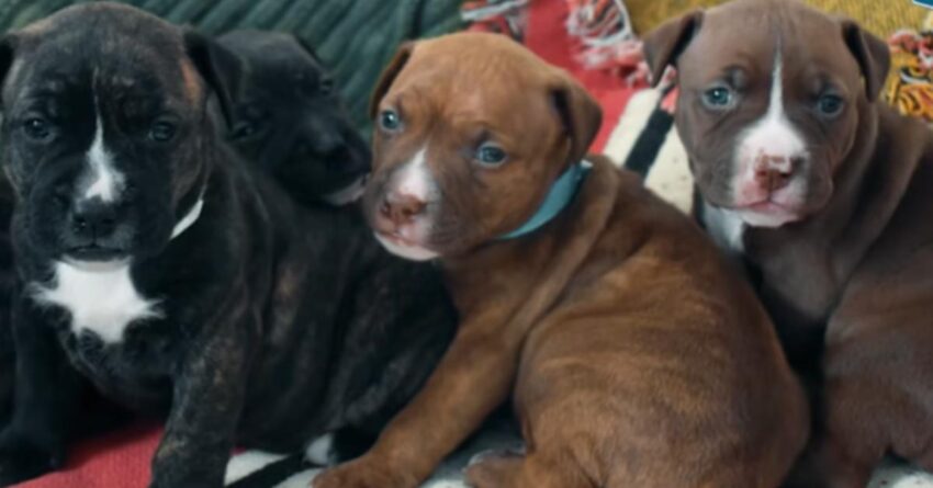 Pit Bull Begs Shelter Employee To Help Her Four Freezing Puppies