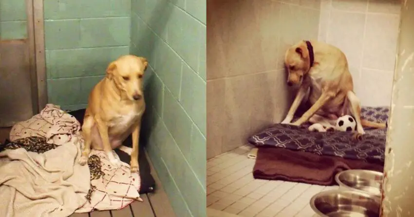 “World’s Saddest Dog” Loses Her Home Again, And She Might Be Put To Sleep Soon