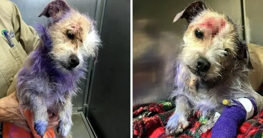 Her Owner Brought Her To Be Euthanized, But Her Purple Furs Tells Her Dark Hidden Story