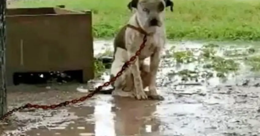 Chained Neglected Dog By Owner Is Unable Yo Lie Down, And Wants Only One Thing