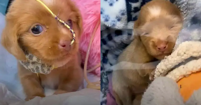 Puppy Suffering From Pneumonia Had To Spend Her First Weeks Alone In An Oxygen Bubble