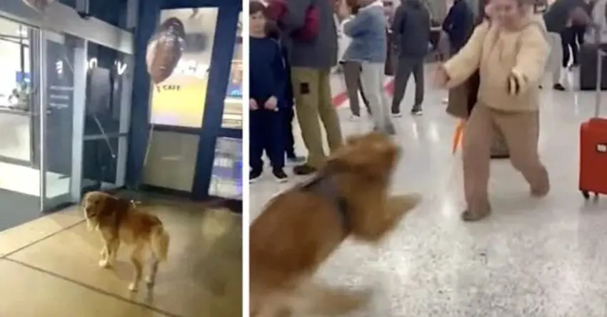 Dog Is Patiently Waiting To See His Mom Again, And The Reunion Is Realy Worth It