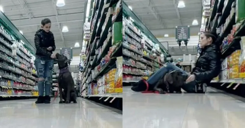 Service Dog Saves His Mom’s Life At Grocery Store After She Has Seizure