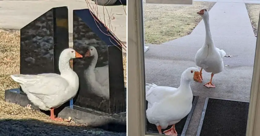 Cemetery Workers Create Personal Ad For Lonely Widowed Goose, And She finds A New Mate.