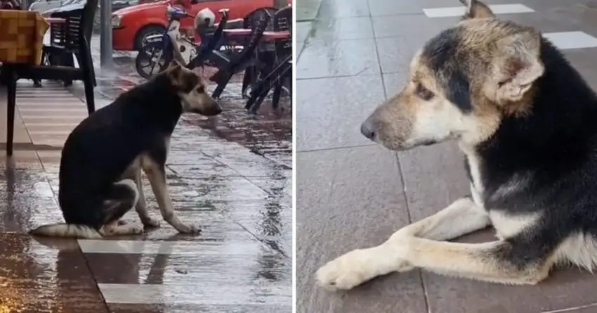 Viral Video For Dog Waiting Outside For Owner Everyday In The Rain, Ends Leading To Reunion