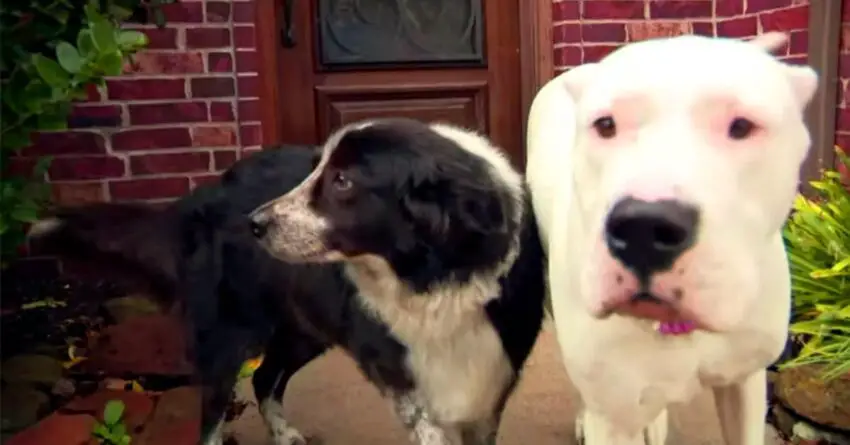 Brave Dog Save Her Neighbor And Best Friend From A Coyote Fatal Attack