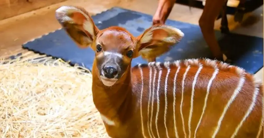 Zoo Employees Celebrate The Birth OF Eastern Bongo, Who Is A Critically Endangered Species