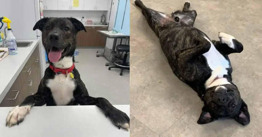 After 372 Days In Shelter, Dog Saved From Euthanasia Gets Adopted.