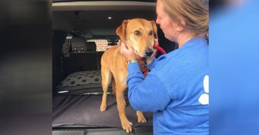 After 633 days, The Shelter’s Longest Staying Dog Is Finally Adopted.