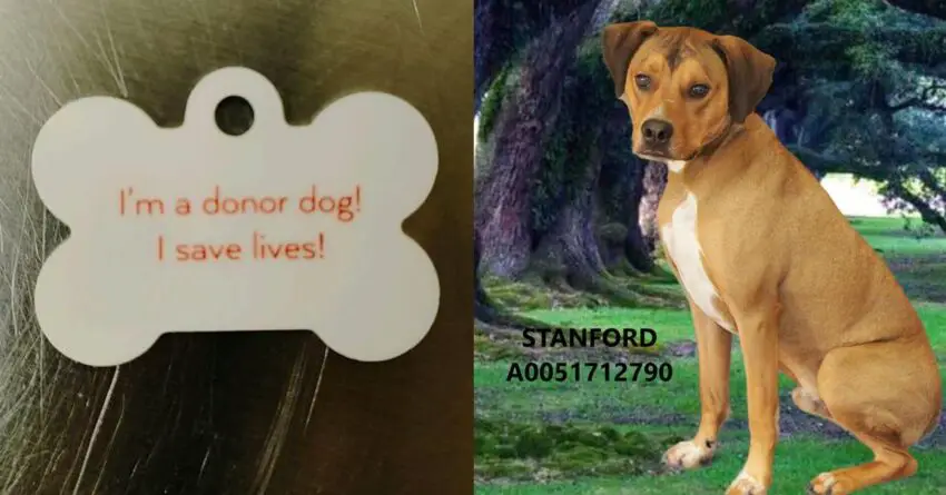 Dog Who Donates His Blood To Save Other Dog’s Life Was On The Verge Of Being Euthanized