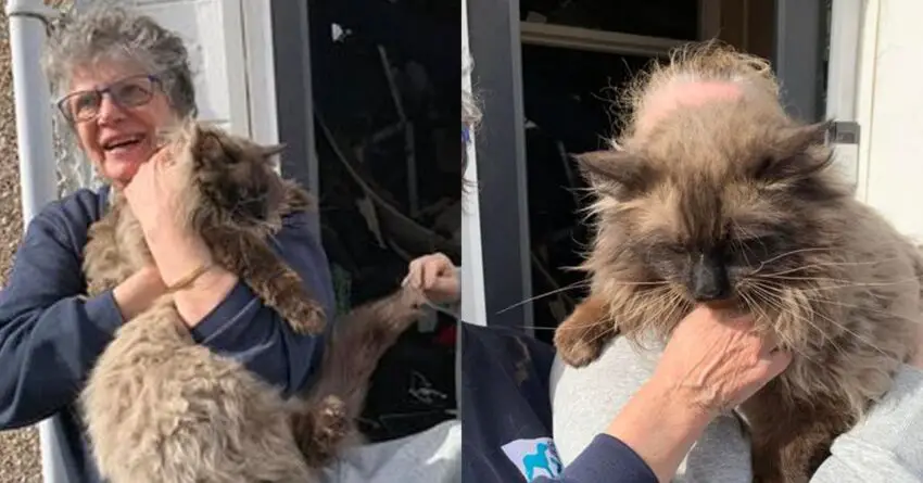 Cat Rescued From The Rubble After Seven Days Of House Explosion