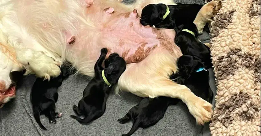 Cops Rescue Lives Of six Puppies Found Tied Up In A Bag, Just In Time