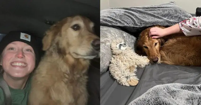 Woman Reunites With Her Lost Golden Retriever After Car Accident