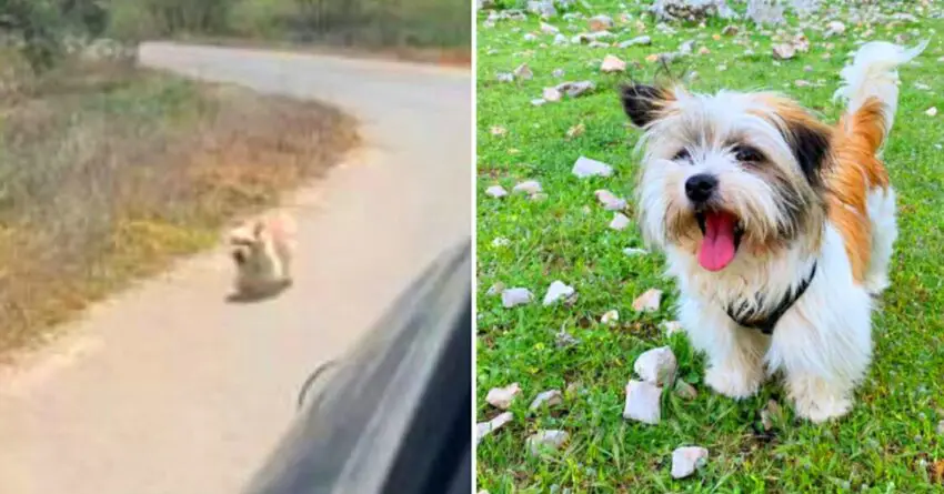 Stray Dog Chases Couple’s Car In Vacation, And They Stop To Offer Her A New Home