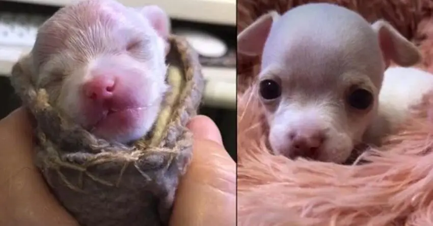 Small Chihuahua Puppy Who Was Born Prematurely, Musters Some Energy To Play With Toys