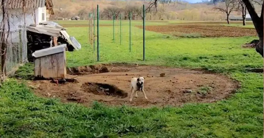 Dog Who Lived On A Heavy Chain His Whole Life Grabs Rescuer’s Hand