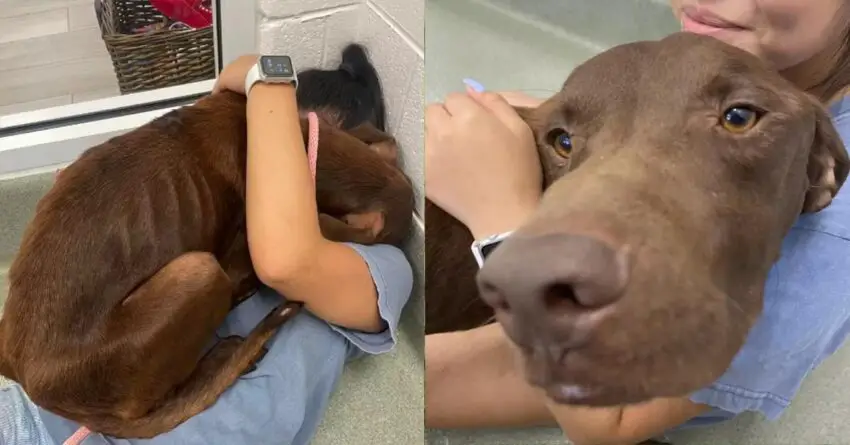 Dog Who Got Stranded On Highway, Gives His Rescuer The Biggest Hug