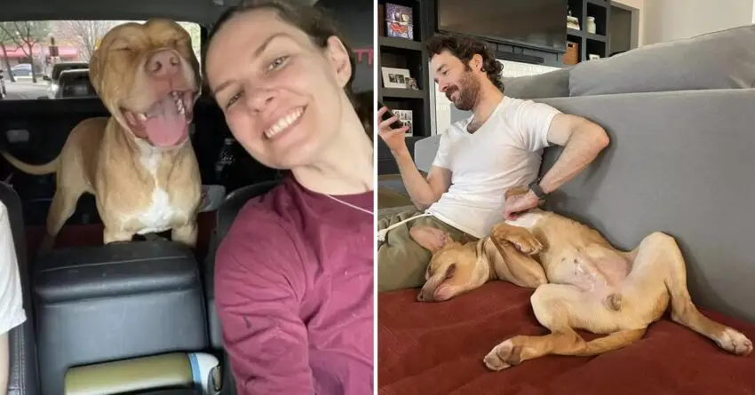 Foster Dog Milts Hearts Of Millions With His Reaction After Leaving The Shelter