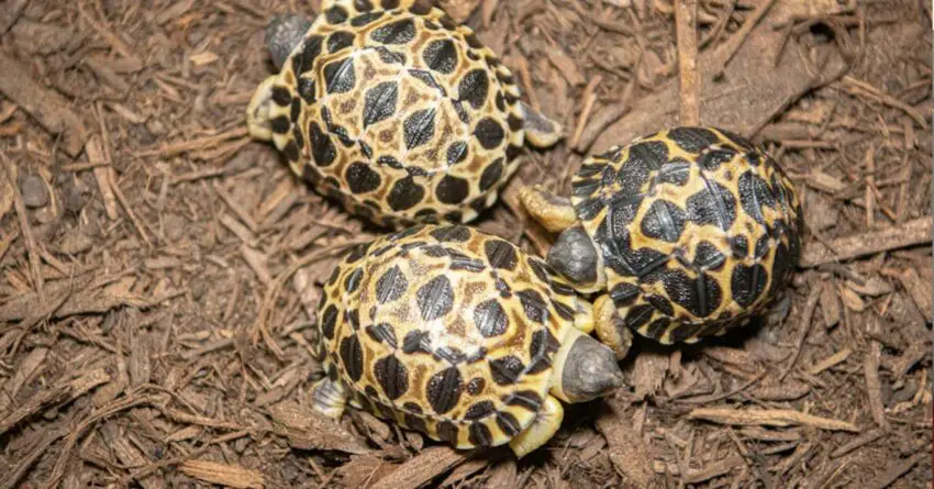 For The First Time, A 90-Year-Old Severely Endangered Tortoise Becomes A Father.