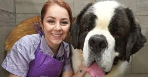 This Massive Saint Bernard Is Really A Cuddle Bug In Disguise