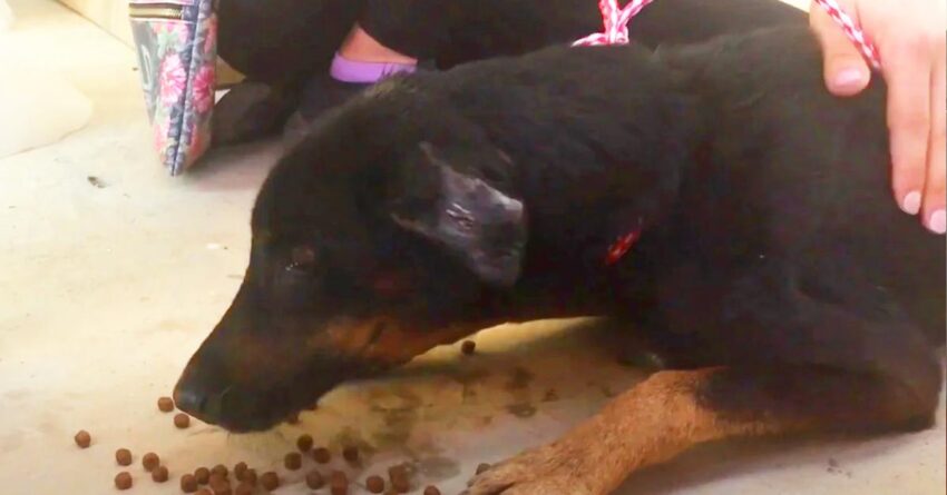 Starving Dog Who Spent 7 Years Of His Life Chained Gets His First Real Meal