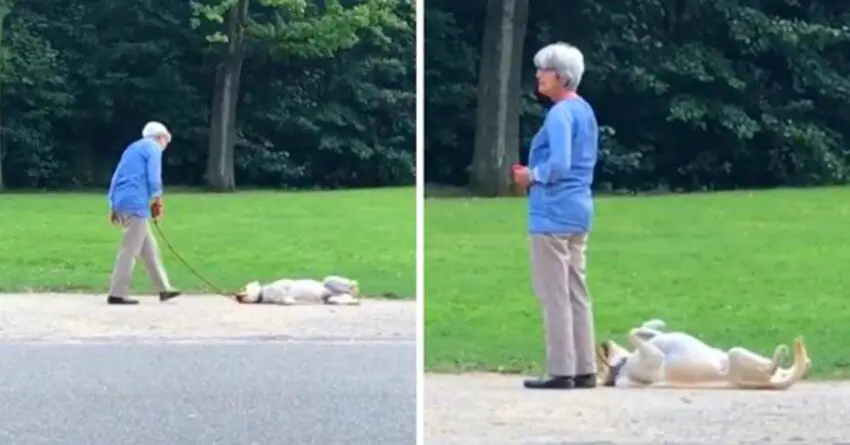 Uncooperative Dog Captured Refusing To Go Him From The Park Just Yet