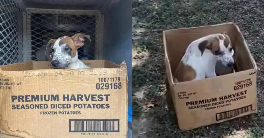 Abandoned Puppy Refuses To The Cardboard Box In Which Her Owner Dumped Her