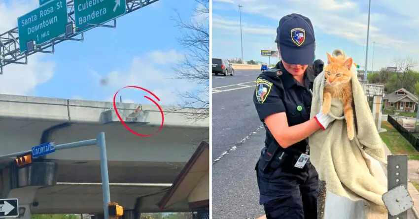 Officer Fights All The Odds To Save Stranded Cat From Ledge Of Highway Bridge