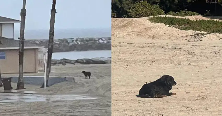 Lost Dog Found Waiting Of The Beach Waiting For His Family To Find Him