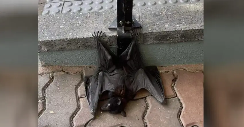 Terrified Bat Found Clinging To Busy Sidewalk Until Finally Someone Comes To Help