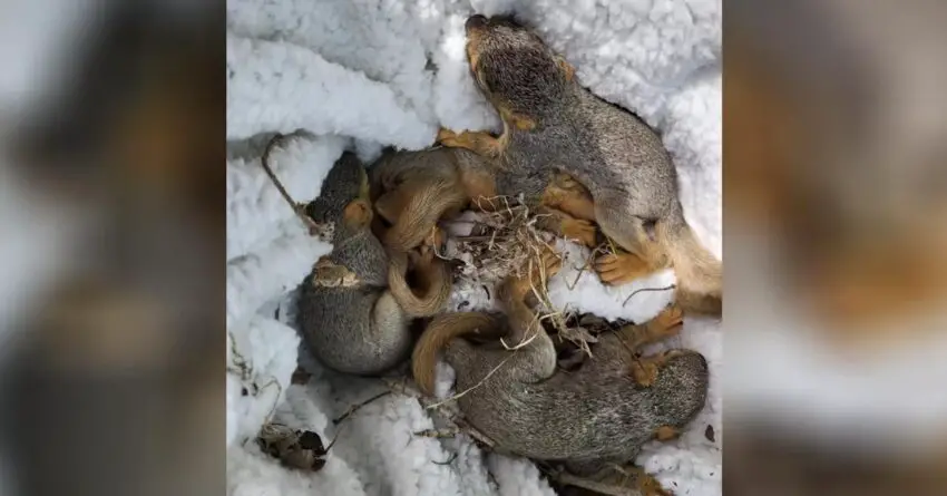 Woman Finds Baby Squirrels In Her Yard And Reunites Them With Their Mom