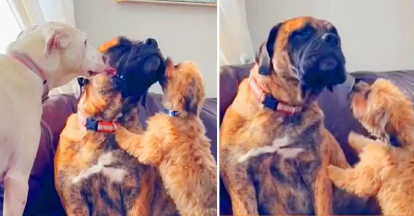 Anxious Rescue Dog Always Finds His Two Best Friends Ready To Comfort Him