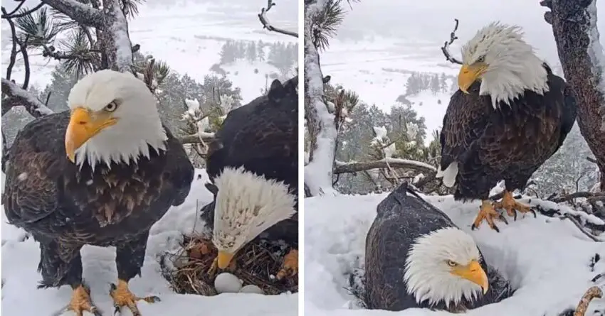 Hidden Camera Captured Devoted Eagle Doing His Best To Please His Wife