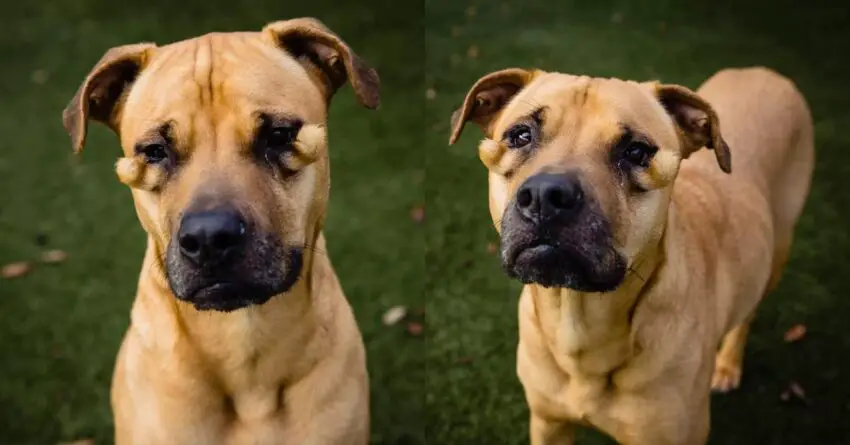 Ugly Dog At Shelter Is Confused Why She Is Always Being Passed Over