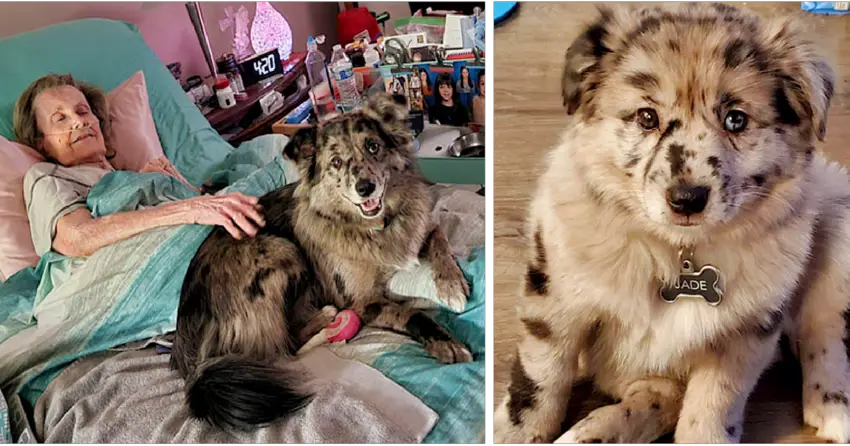 This Kind Dog Visits An Elderly Woman Everyday To Inspire Her